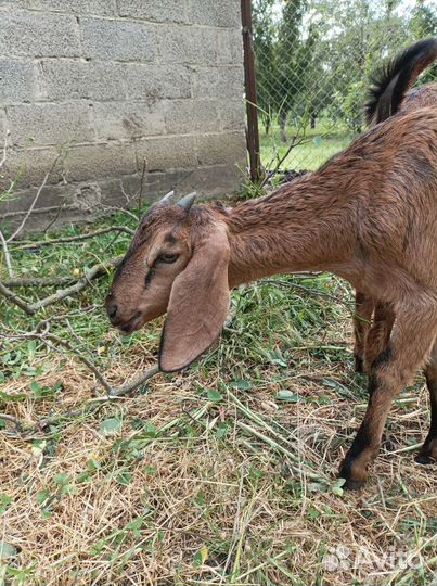 Нубийские козлята