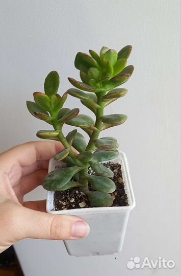 Красснула Хавортия вар Адениум