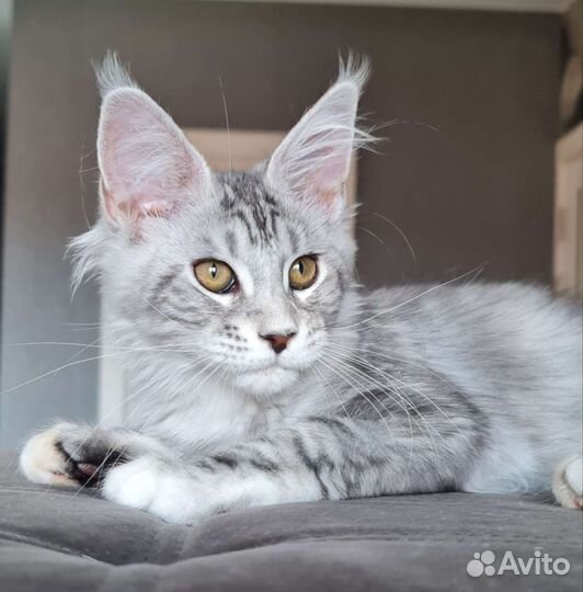 Котята мейн-кун