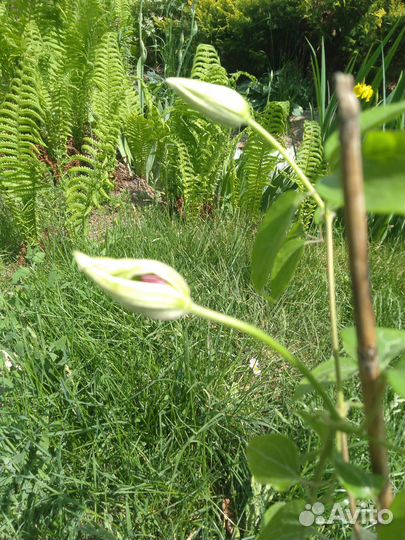 Клематис белый