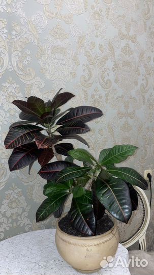 Кротон (кодиеум)