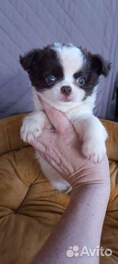 Девочка чихуахуа дш