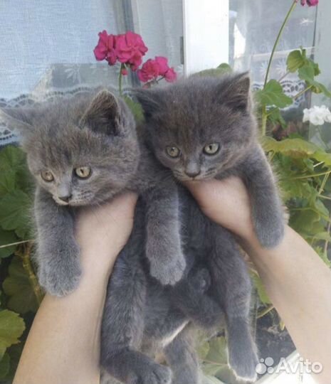 Котята (помесь британской)