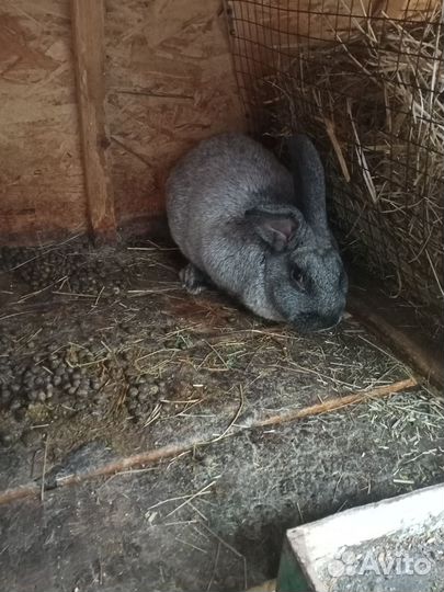 Кролики самцы