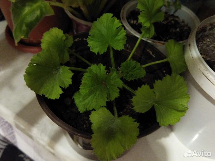 Комнатные растения цветы