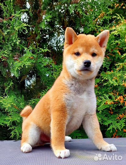 Щенки сиба шиба ину