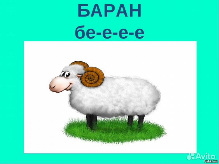 Овцы бараны