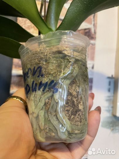 Орхидея фаленопсис