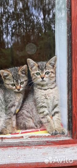 Котята-девочка и мальчик в добрые ручки