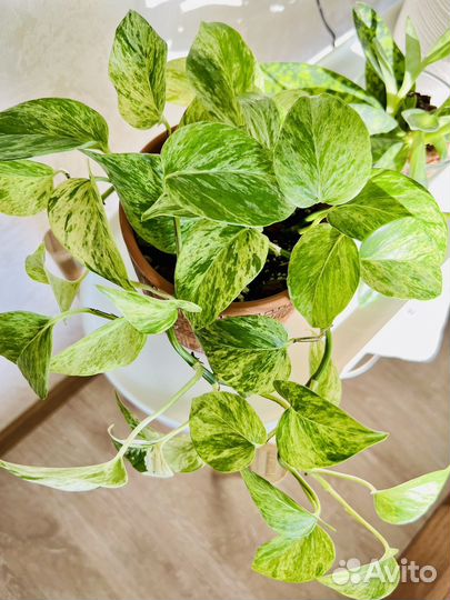 Эпипремнум Марбл Квин