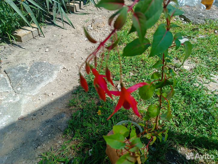 Фуксия взрослые растения