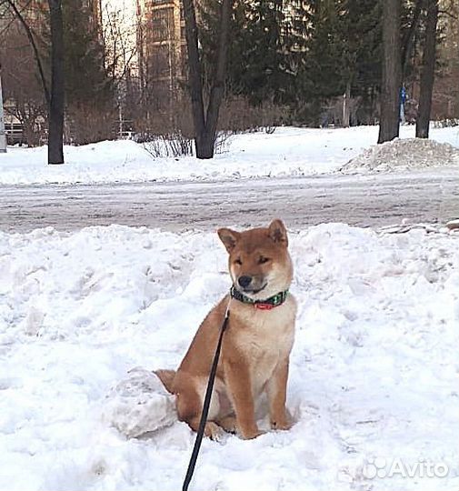 Щенки сиба. Кобель. Новосибирск