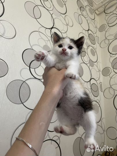 Котята в добрые ручки