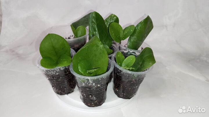 Замиокулькас Мидори