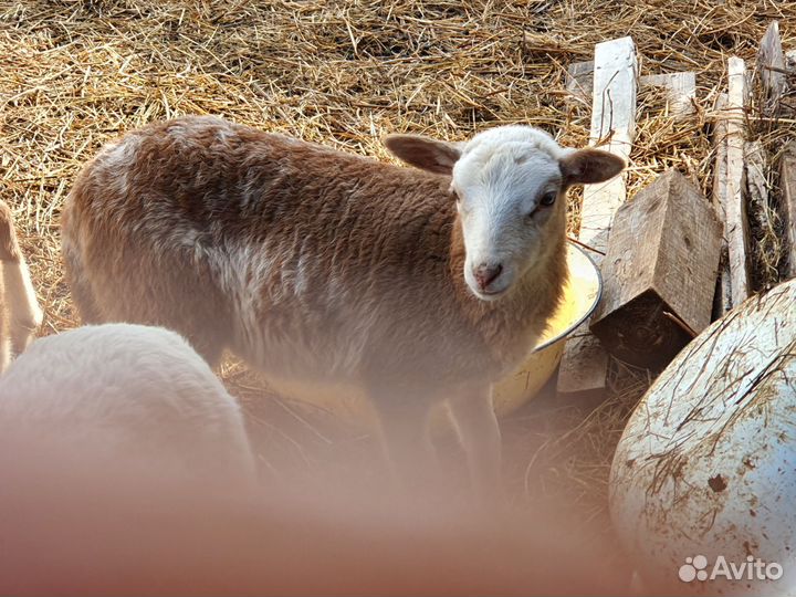 Овцы бараны катумские