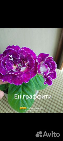 Глоксиния махровая детки