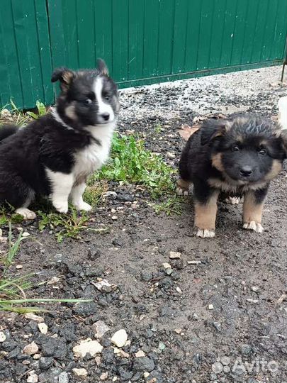 Очень красивые щенки в дар