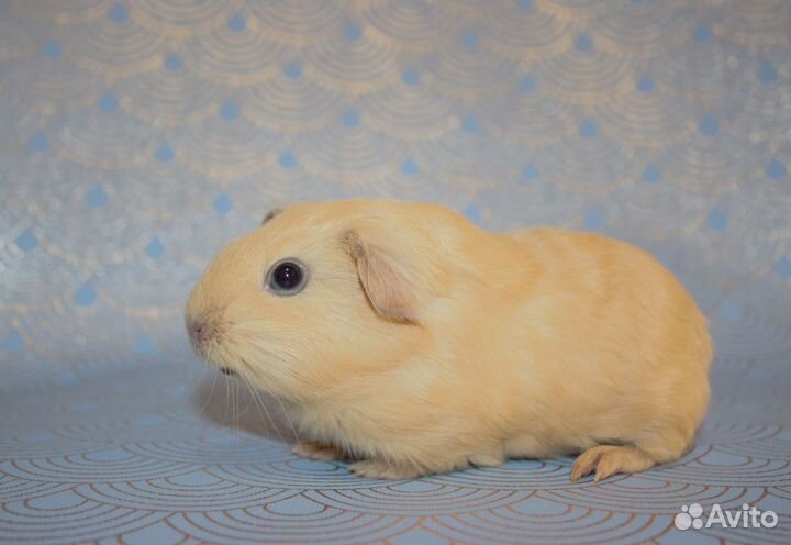 Морские свинки Английский селф