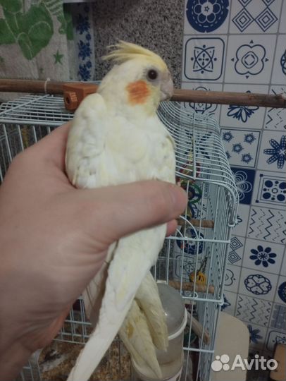 Попугай корелла с клеткой