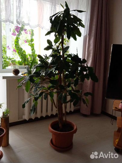 Малочай гребенчатый, высота 147 см