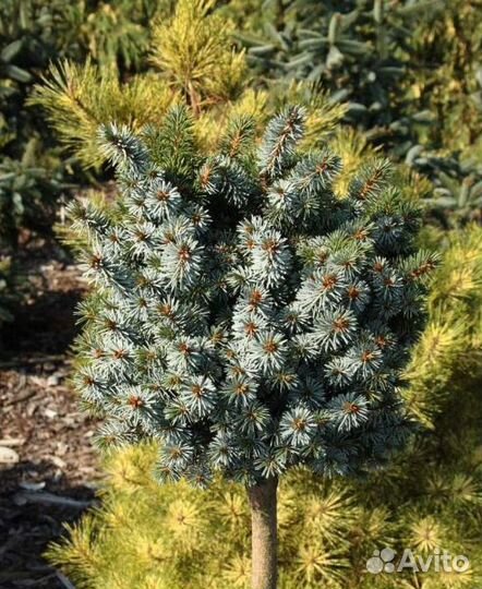 Ель ситхинская (