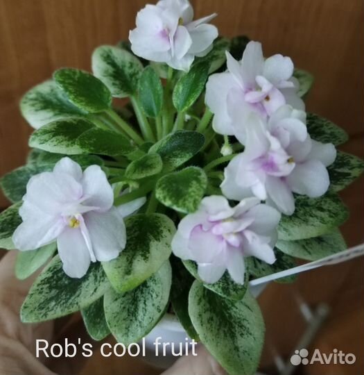 Мини фиалки