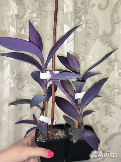 Сеткреазия пурпурная (фиолетовая традесканция)