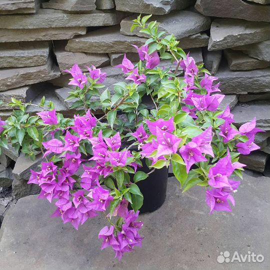 Бугенвиллии