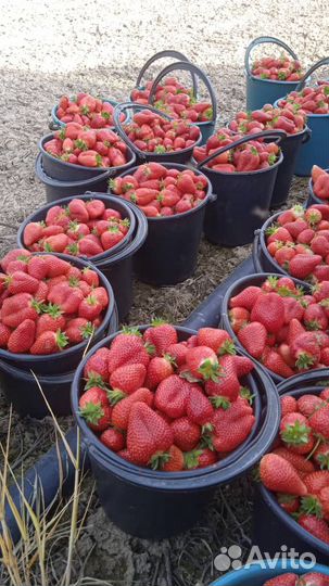 Клубника Киргизская