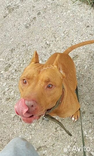 Крутой питбуль в добрые руки