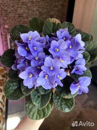 Сортовые фиалки