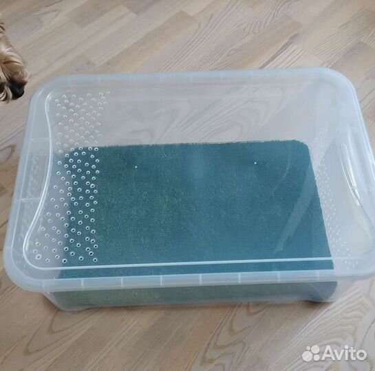 Комплект для содержания эублефара