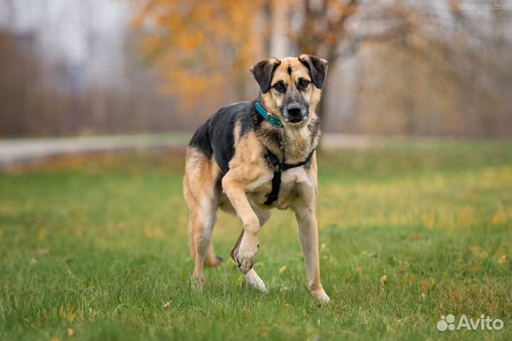 Собака ищет надёжного хозяина