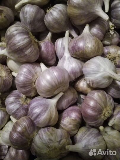 Чеснок озимый на посадку