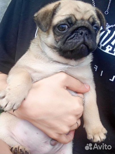 Щенки мопса