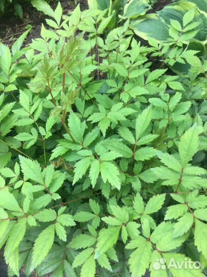 Остильвия многолетняя