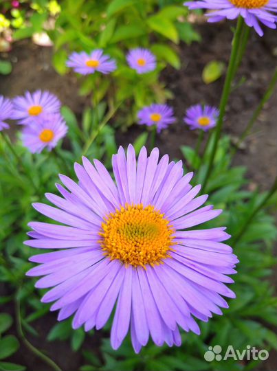 Фелиция - голубая ромашка