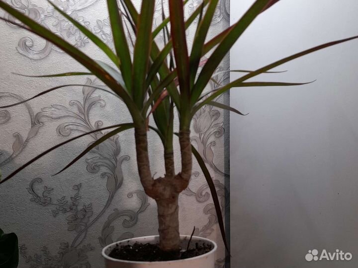 Комнатные растения. Драцена. Дипсис