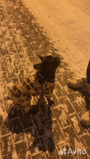 Одежда для собаки зимний костюм комбинезон