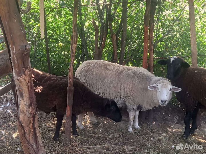 Баранчик и овцы