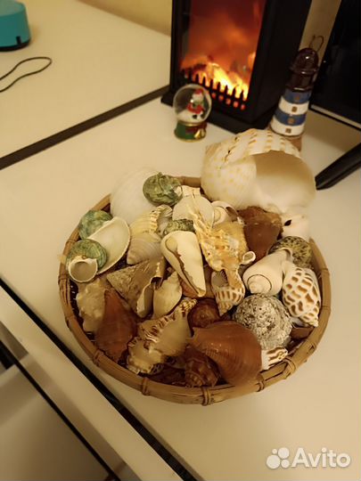 Морские ракушки раковины