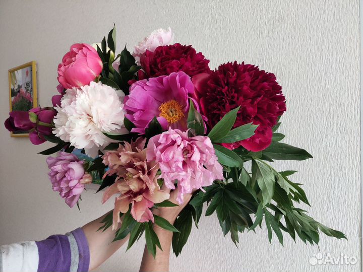 Растения для сада. Пионы. Ито-пионы. Гибриды