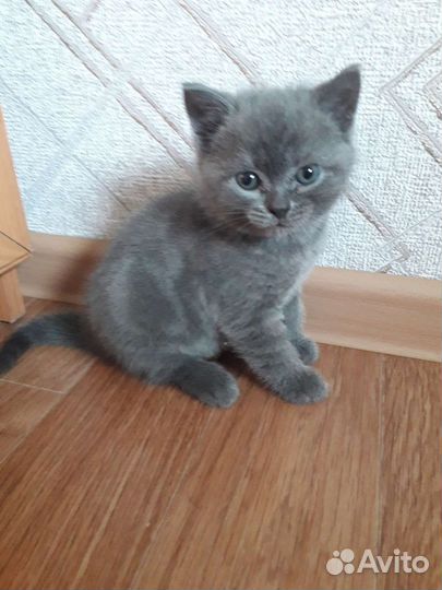 Британская