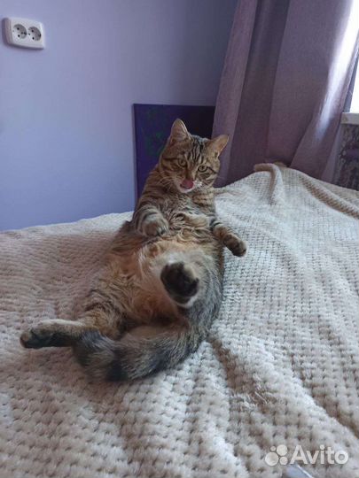 Коты Адольф и Русеил в добрые руки