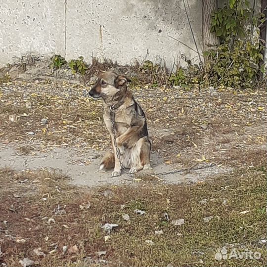 Собачка Альфа останется бездомной