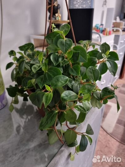 Цветок паперония с горшком