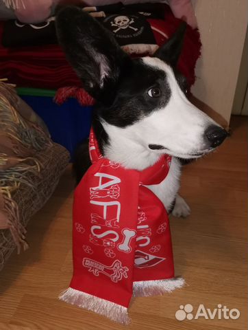 Шарф для собак, кошек и щенков Спартак Москва