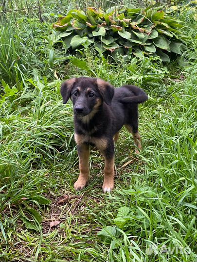 Щенок в добрые руки бесплатно девочка