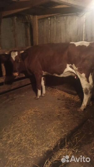Корова дойная