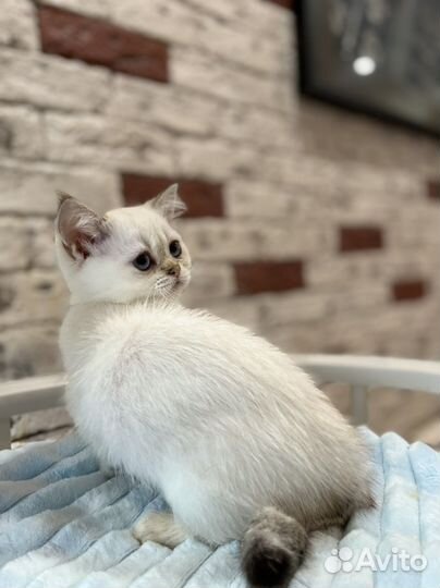 Милые Шотландские котята